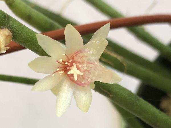 http://www.cloudjungle.com/cloudjungle/cactaceae/Rhipsalis/Rhipsalis puniceodiscus flower.jpg